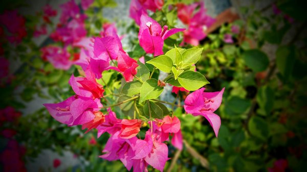 Top choix pour louer un studio à combloux en 2025