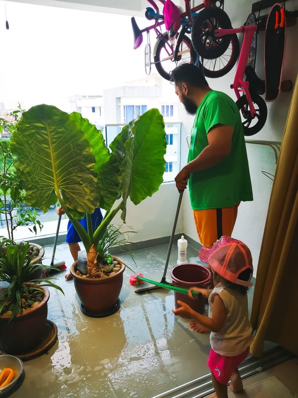 Traitement mérule : Comment traiter naturellement ce fléau ?