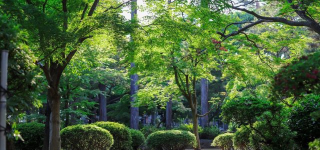 Créer un jardin paysager 