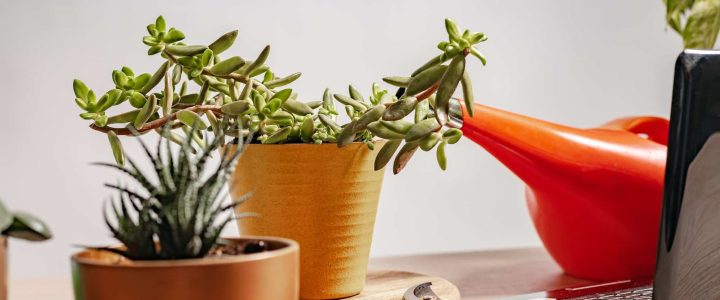 Les techniques millénaires pour maximiser la diversité de sa culture