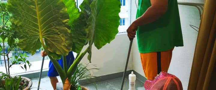 Traitement mérule : Comment traiter naturellement ce fléau ?
